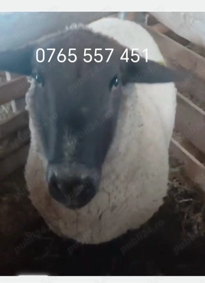 Berbec de rasă Sulffok de 2 ani  - imagine 2