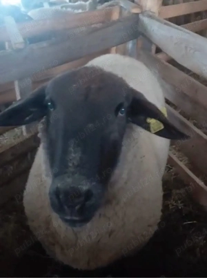 Berbec de rasă Sulffok de 2 ani  - imagine 3