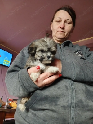 cățeluși  bichon havanez  - imagine 2