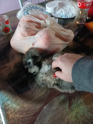 cățeluși  bichon havanez  - imagine 4