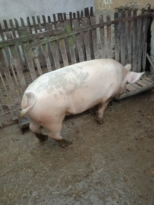 Vand porc cca-180 kg rasa de carne