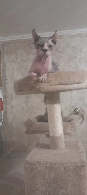 sfinx elf,7 luni,linii diferite - imagine 2