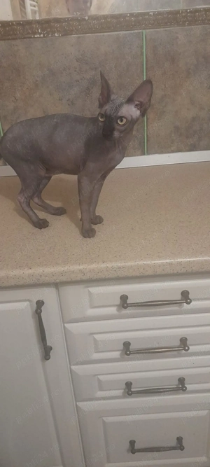 sfinx elf,7 luni,linii diferite - imagine 3