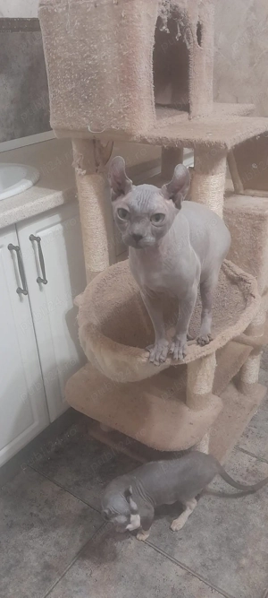 sfinx elf,7 luni,linii diferite - imagine 5