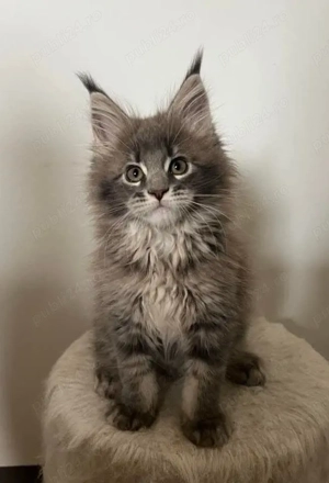 Maine Coon puiuti  - imagine 2