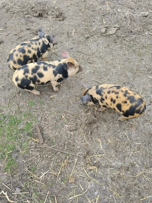 purcei de 7 săptămâni  - imagine 2