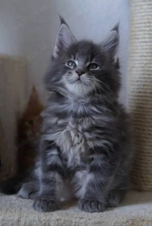 Maine Coon puiuti  - imagine 3