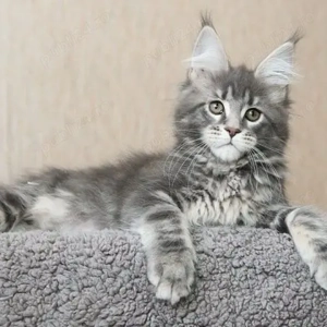 Maine Coon 