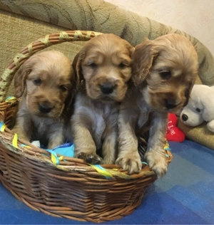 Cocker spaniel pui 