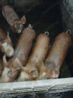 purcei si grasuni - imagine 2