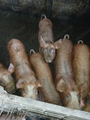 purcei si grasuni - imagine 4