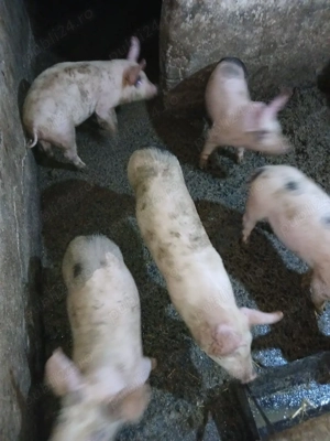 purcei si grasuni - imagine 3