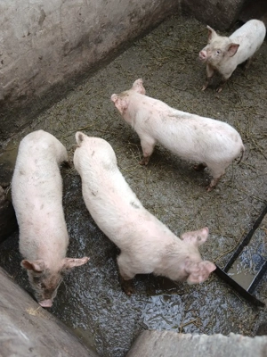 purcei si grasuni - imagine 5