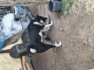 Vând cățea laika siberian  - imagine 3