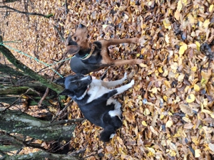 Vând cățea laika siberian  - imagine 2