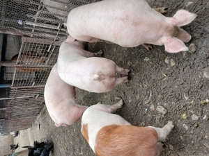 Porci 10.5  kg intre 130 140kg - imagine 3