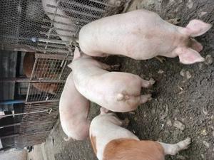 Porci 10.5  kg intre 130 140kg - imagine 2