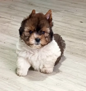 Yorkshire terrier 2 luni 