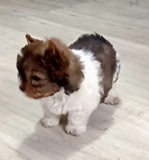 Yorkshire terrier 2 luni 