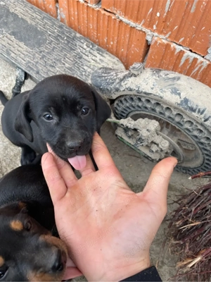 catelusi teckel foarte jucausi  - imagine 4