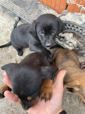 catelusi teckel foarte jucausi  - imagine 3