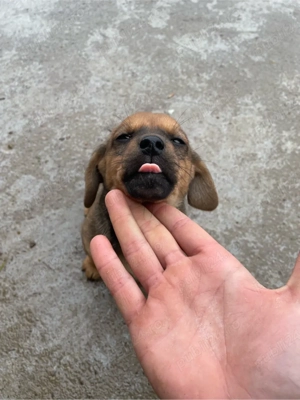 catelusi teckel foarte jucausi  - imagine 2