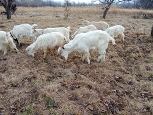 Vand tap (2 ani) - imagine 2