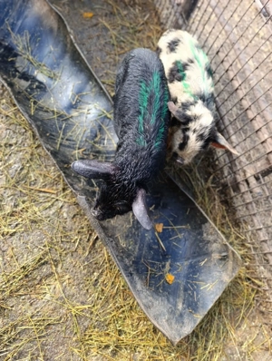 Purcei de crescut  - imagine 3