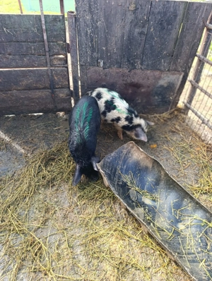 Purcei de crescut  - imagine 2