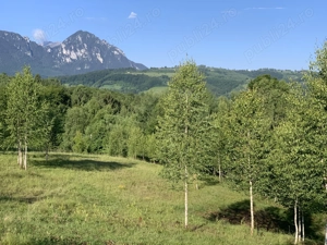 Vand Teren - Poiana Marului