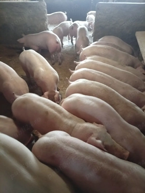 purcei de vinzare - imagine 2