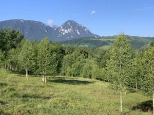 Vand Teren - Poiana Marului, Brasov