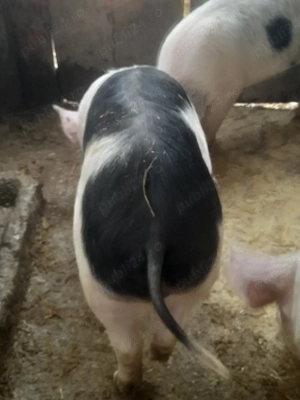 porc.       - imagine 4