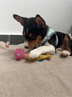 De vânzare , Basenji o rasă care nu latră,nu lasă păr,nu miroase  - imagine 2