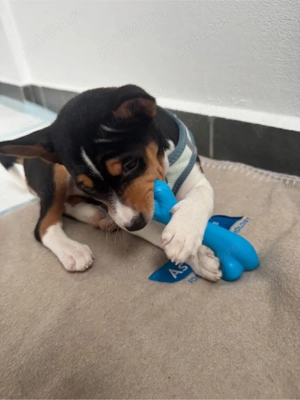 De vânzare , Basenji o rasă care nu latră,nu lasă păr,nu miroase  - imagine 5