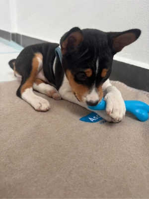 De vânzare , Basenji o rasă care nu latră,nu lasă păr,nu miroase  - imagine 4