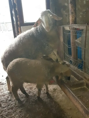 Berbec Assaf 1 an! - imagine 2