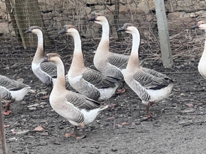 Gaste de vanzare  - imagine 3