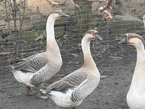 Gaste de vanzare  - imagine 2