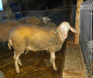 Berbec Assaf 1 an! - imagine 3