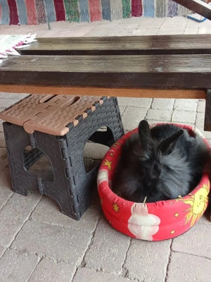 Iepure cap de leu - imagine 2