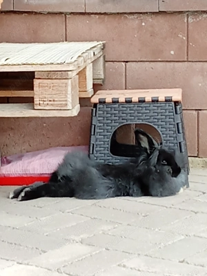 Iepure cap de leu - imagine 3