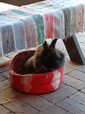 Iepure cap de leu - imagine 4