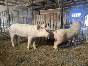 Vand soldani 50-60 kg (marele alb cu landrace) - imagine 2