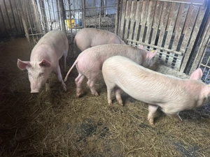 Vand soldani 50-60 kg (marele alb cu landrace)