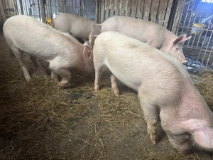 Vand soldani 50-60 kg (marele alb cu landrace) - imagine 3