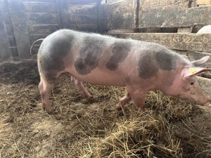 Vand soldan mascul de carne (50-60 kg) - imagine 2