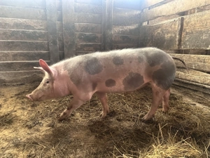 Vand soldan mascul de carne (50-60 kg) - imagine 3