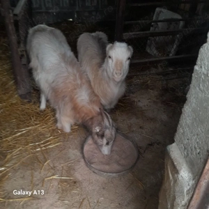 2 porci 2 capre 2 gaste 2 gascani 4 rate  - imagine 2