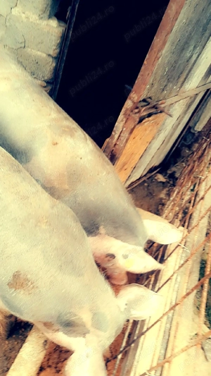 2 porci 2 capre 2 gaste 2 gascani 4 rate  - imagine 4